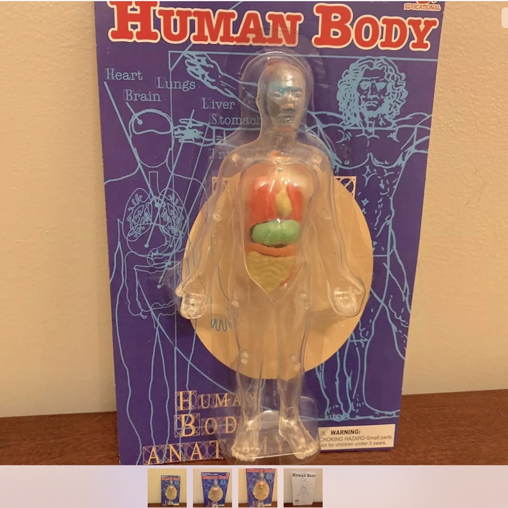 Plastic human body with removable organs.